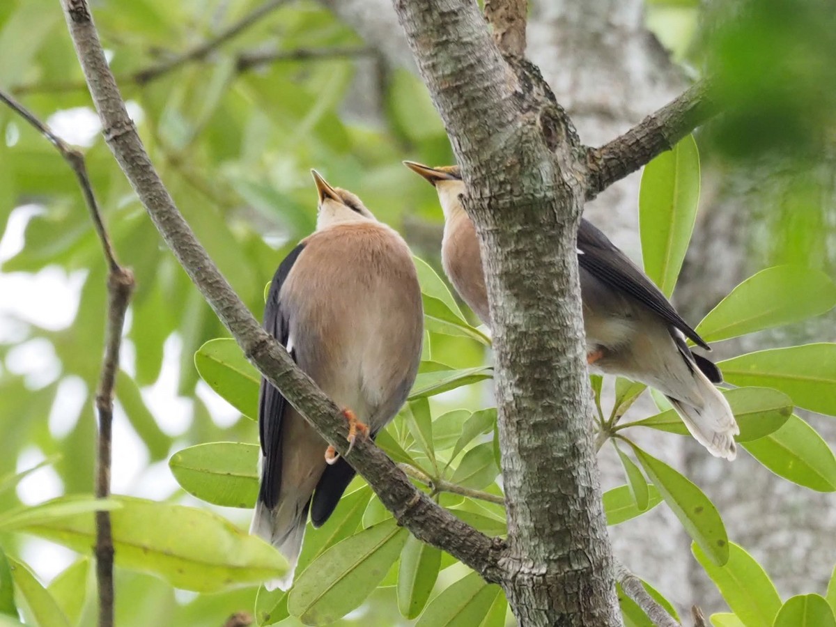 Vinous-breasted Myna - ML645208078