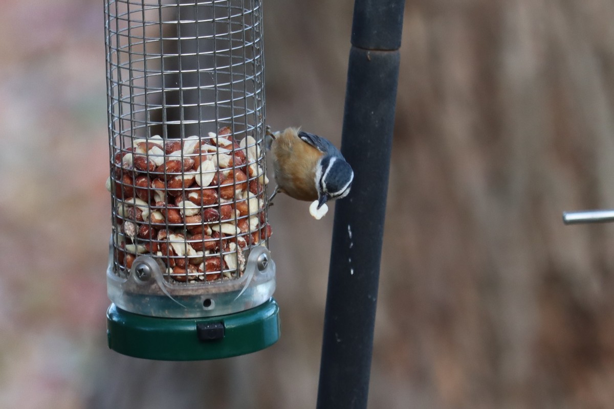 ムネアカゴジュウカラ - ML645208081