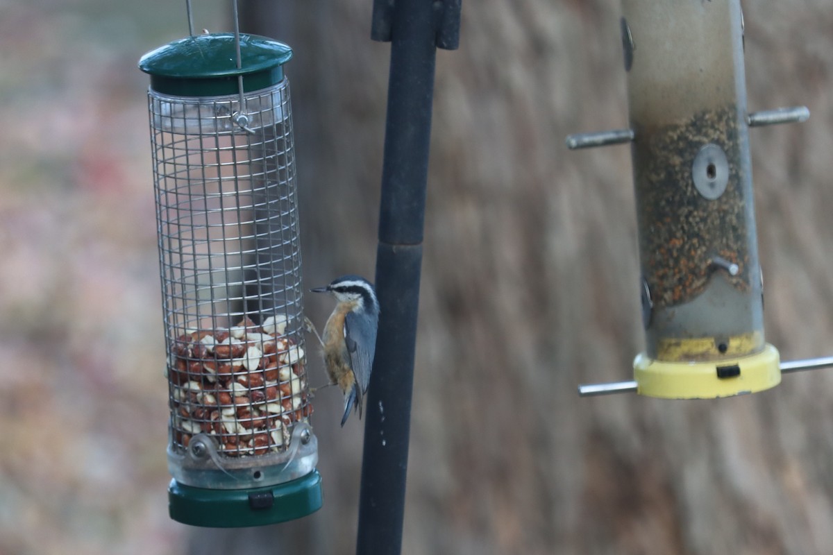 ムネアカゴジュウカラ - ML645208082