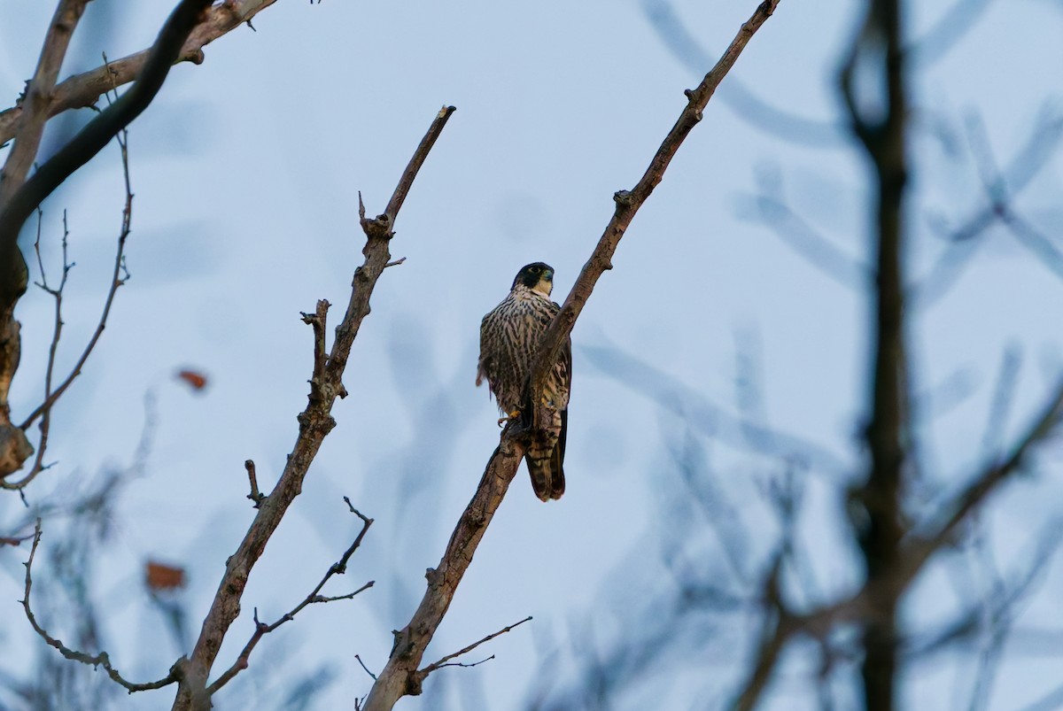 Peregrine Falcon - ML645208093