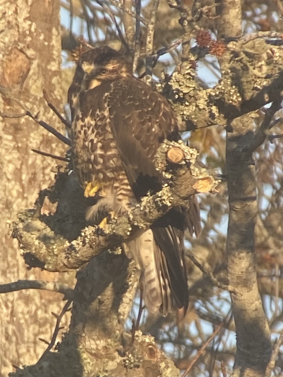 Swainson's Hawk - ML645208102