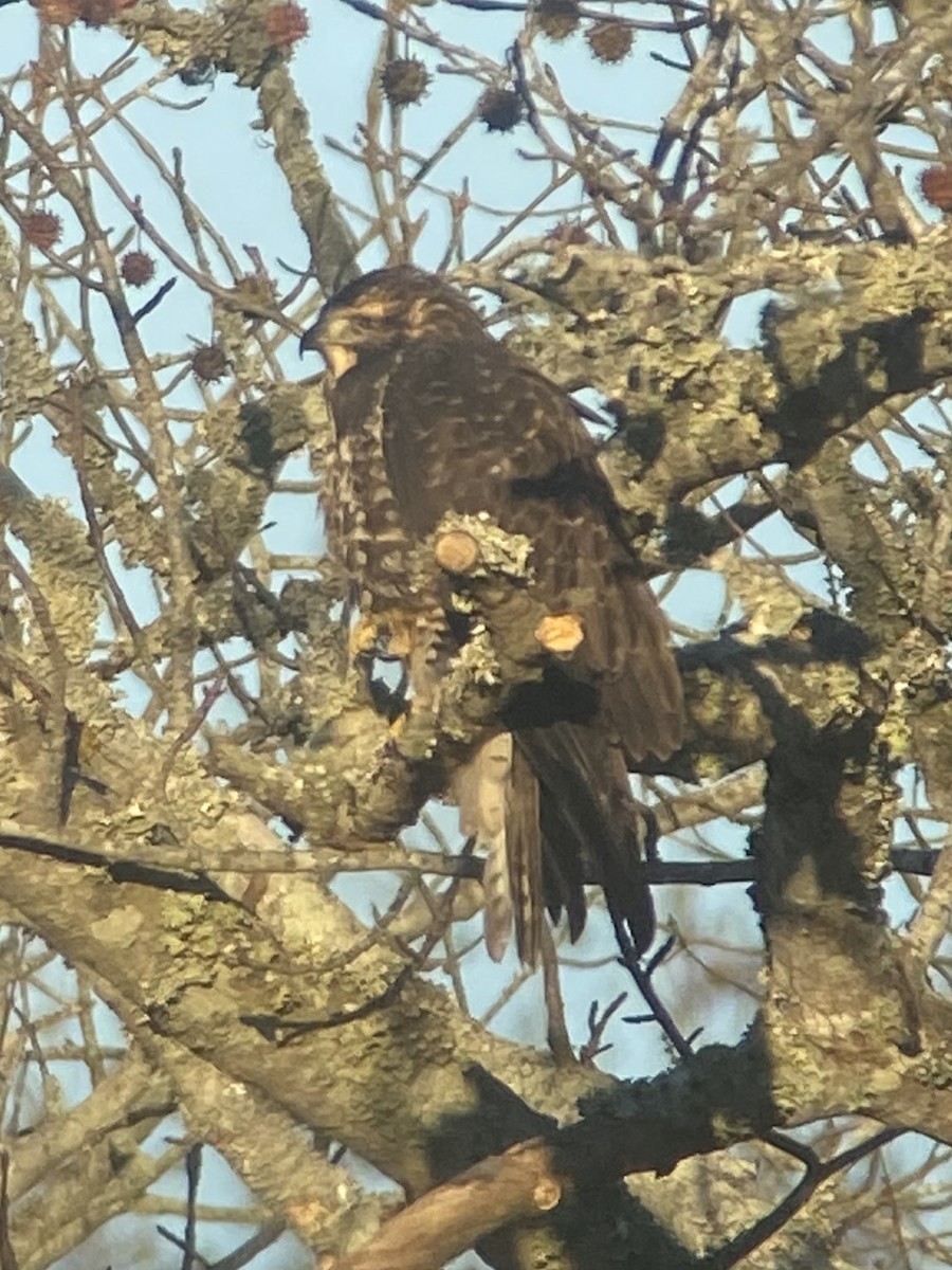 Swainson's Hawk - ML645208103