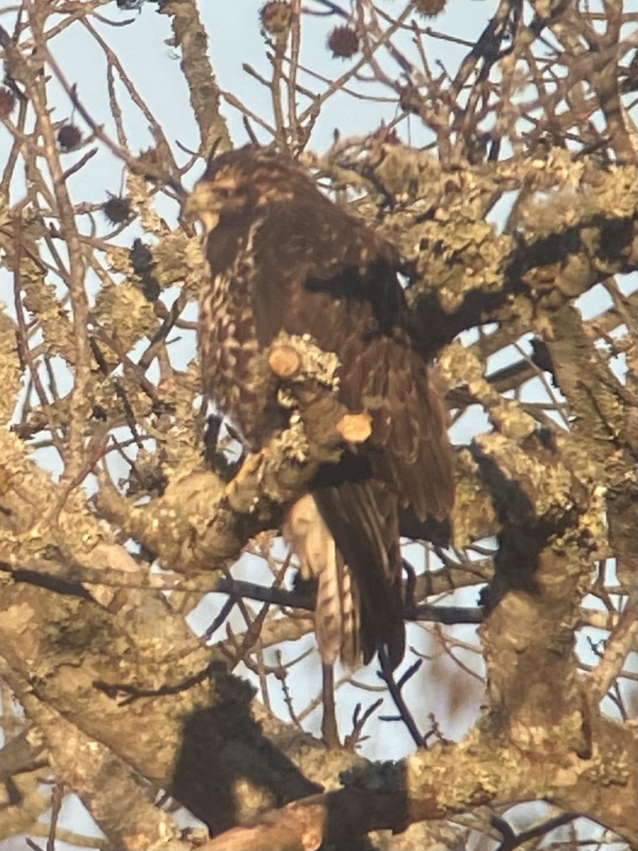 Swainson's Hawk - ML645208105