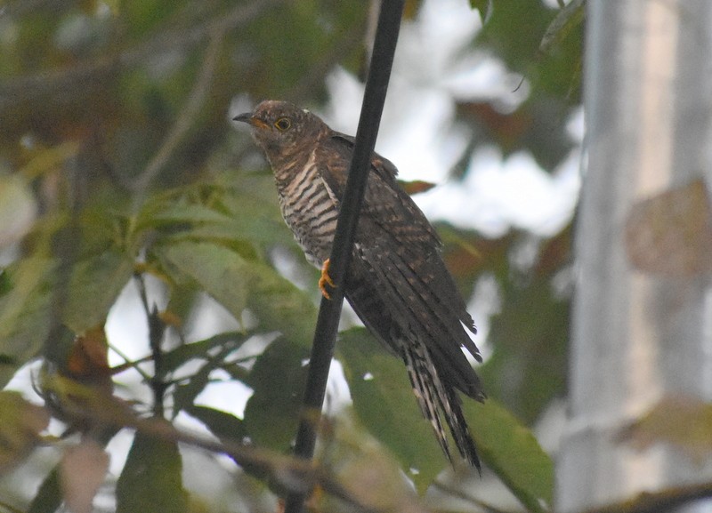 orientgjøk - ML645208110