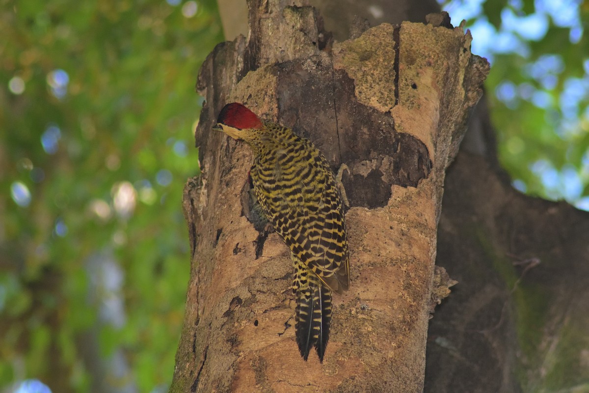 Черноусый дятел - ML645208138