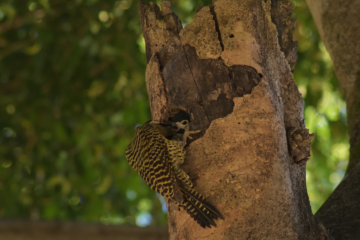 Черноусый дятел - ML645208139