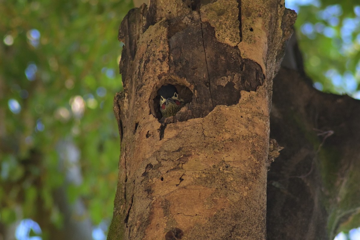 Черноусый дятел - ML645208140