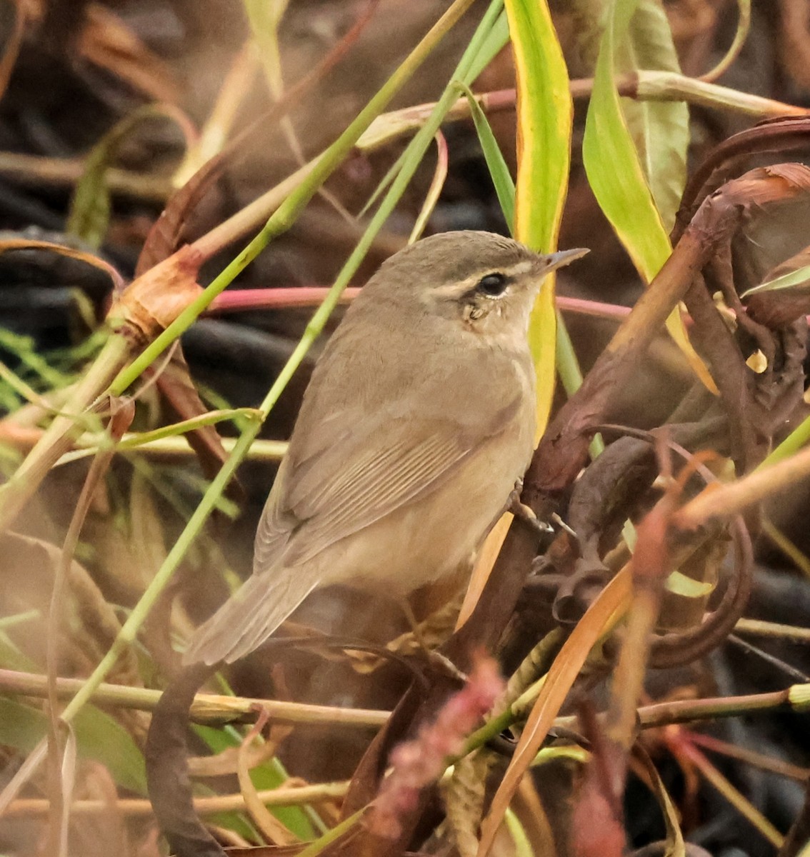 Esmer Çıvgın - ML645208141