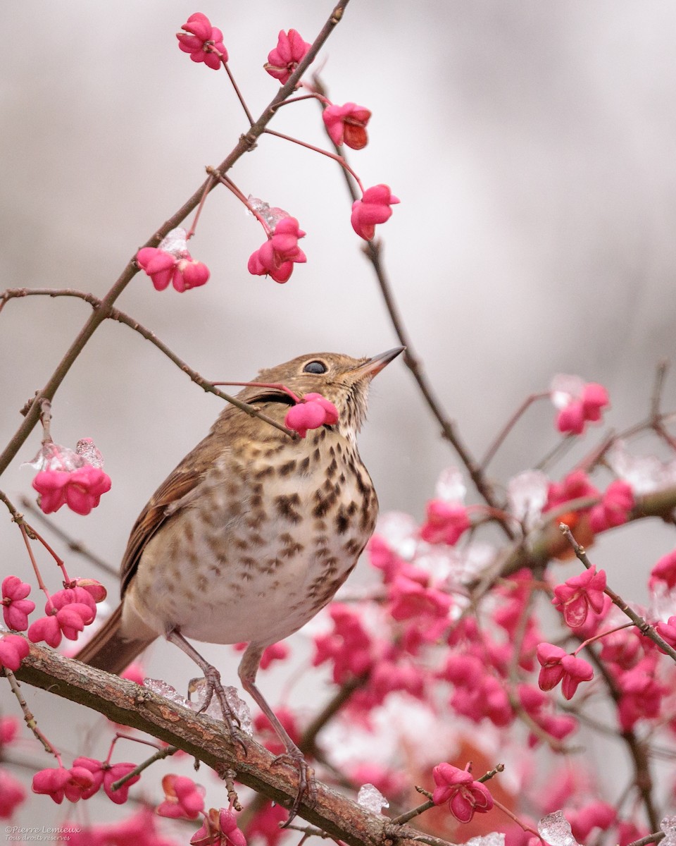Hermit Thrush - ML645208142