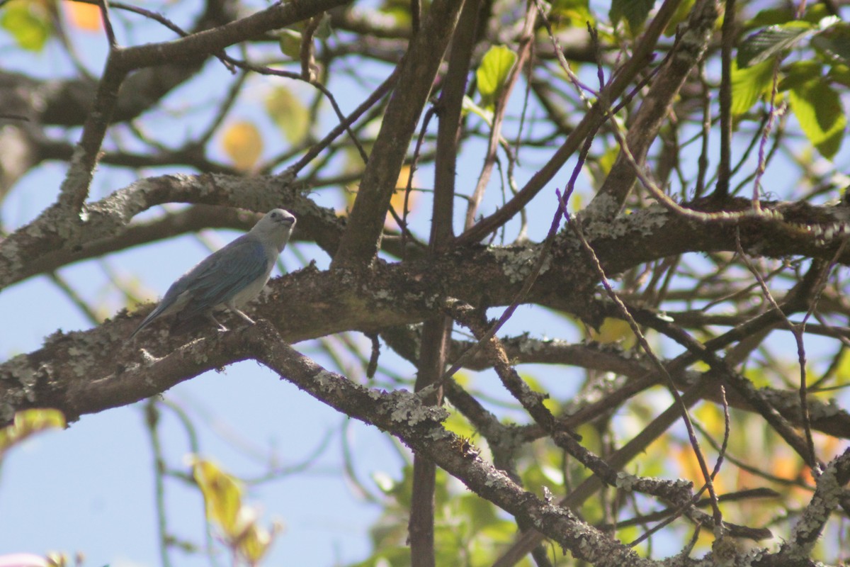 Blue-gray Tanager (Blue-gray) - ML645208145