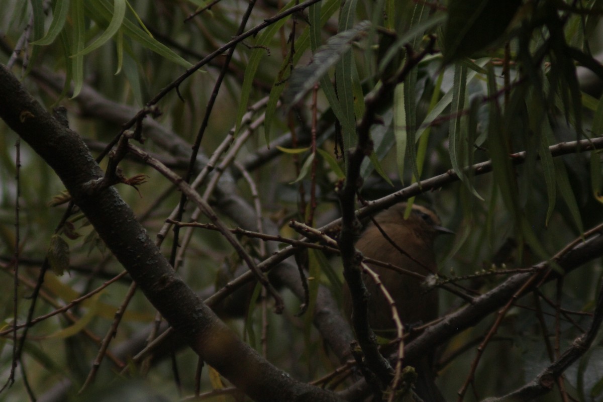 Cinereous Conebill - ML645208147