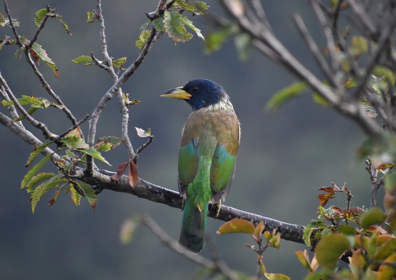 Great Barbet - ML645208160