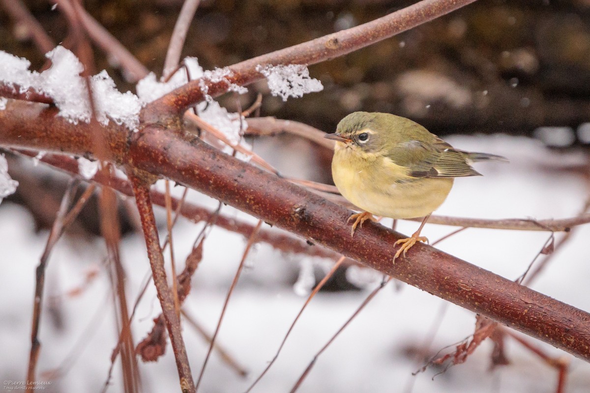 Black-throated Blue Warbler - ML645208169