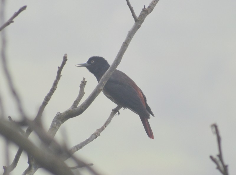 ヒゴロモ - ML645208170