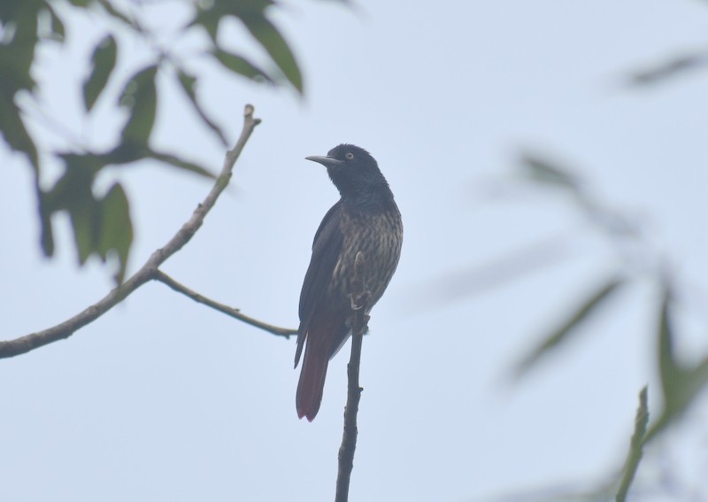 ヒゴロモ - ML645208171