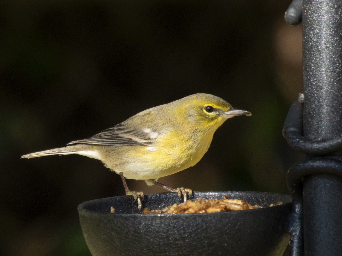 סבכון אורנים - ML645208177