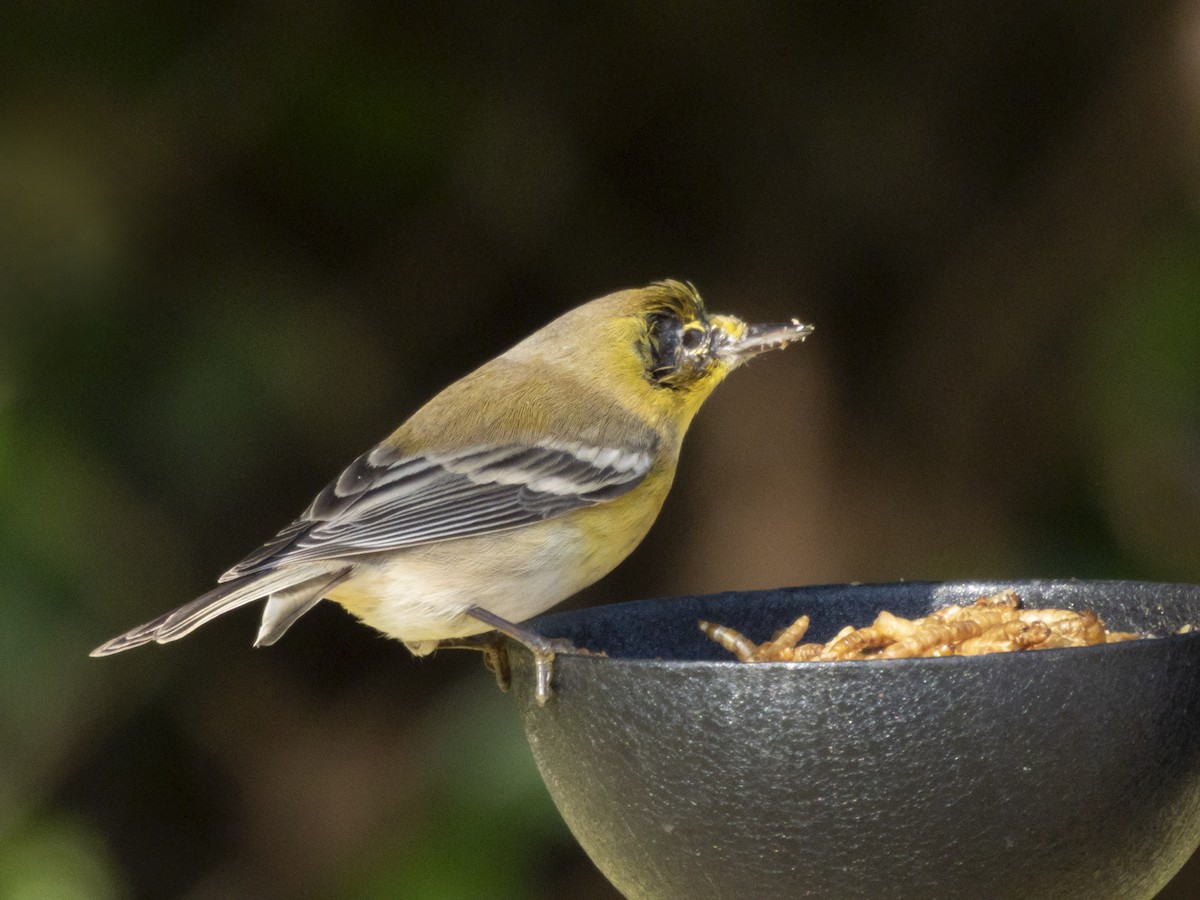 סבכון אורנים - ML645208178