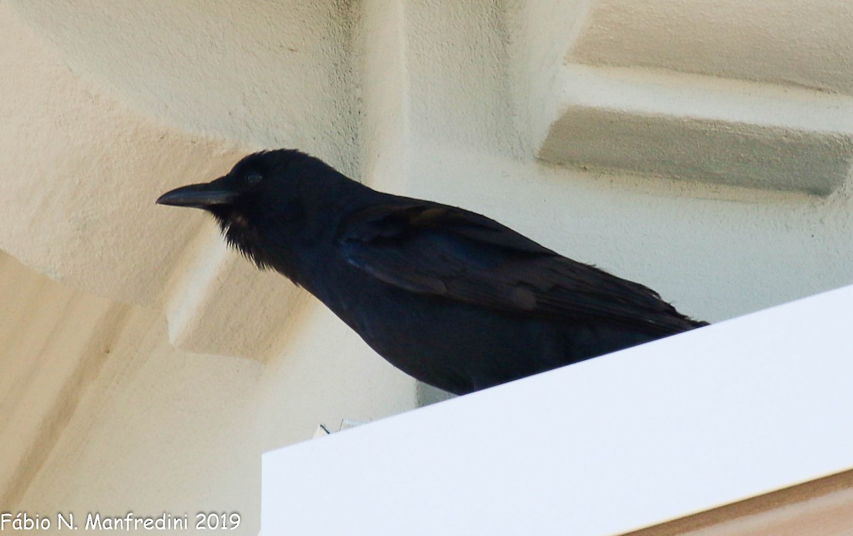 Balıkçı Karga - ML645208190