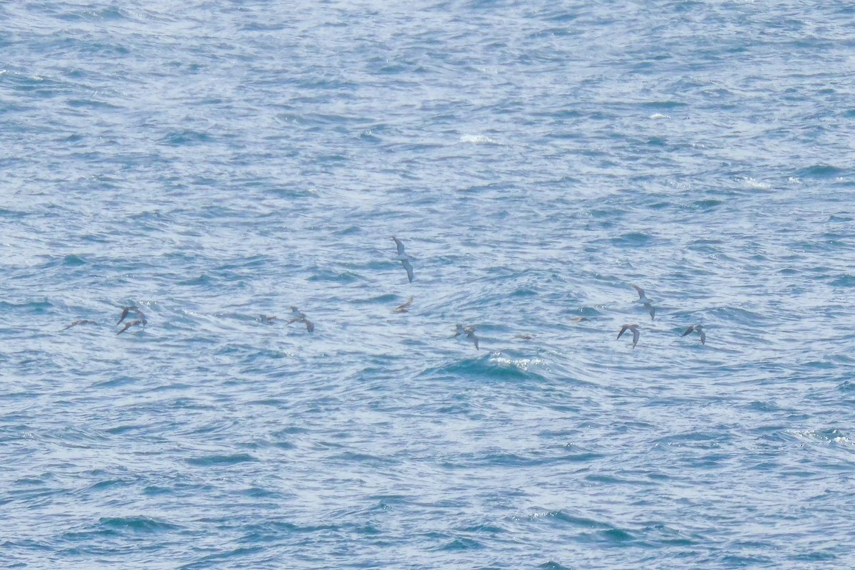 Scopoli's Shearwater - ML645208193