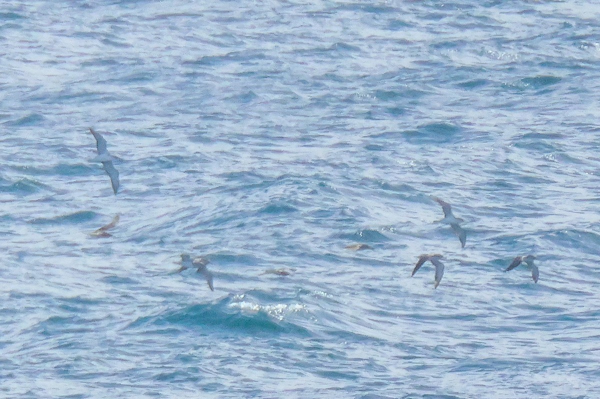 Scopoli's Shearwater - ML645208194