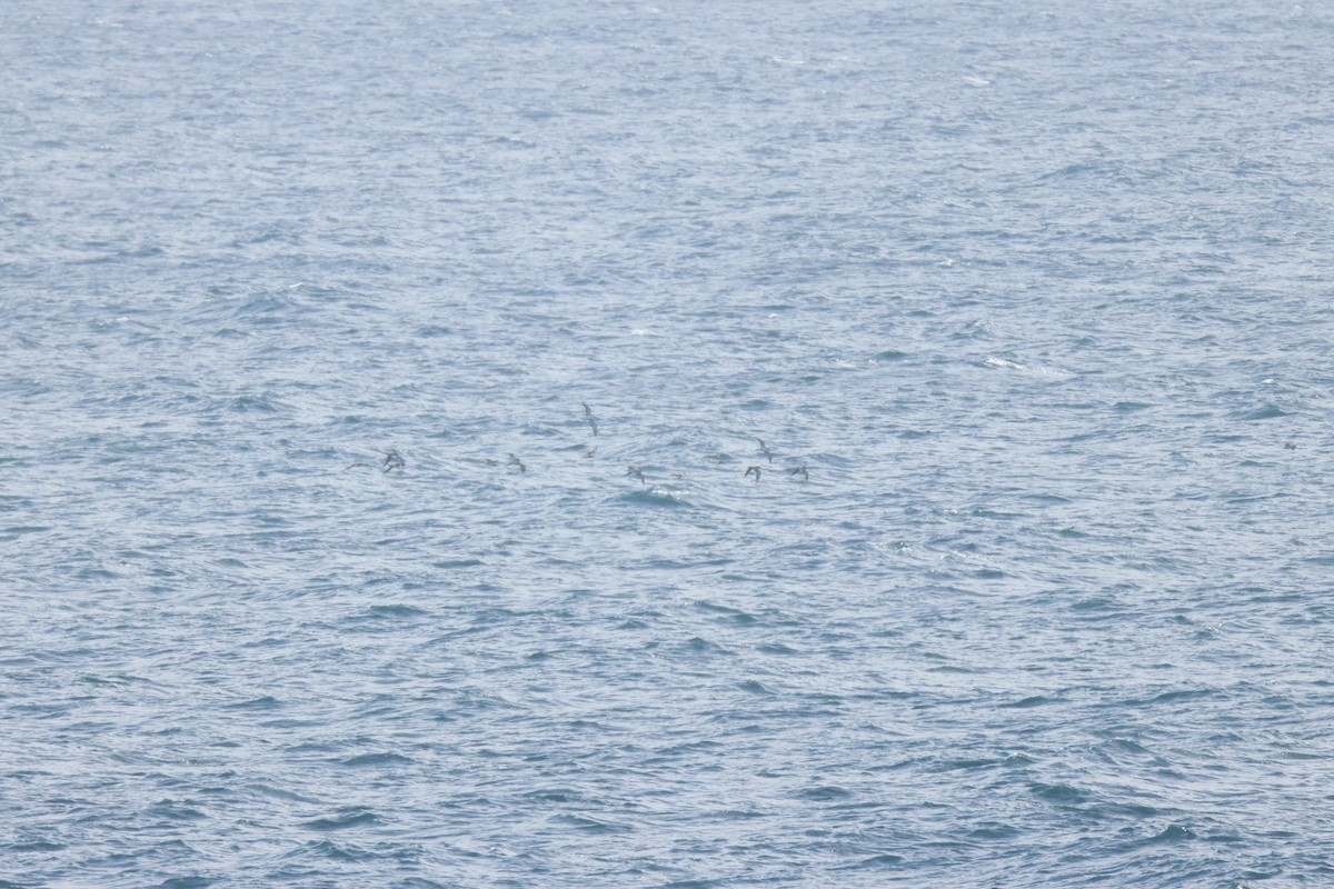 Scopoli's Shearwater - ML645208213