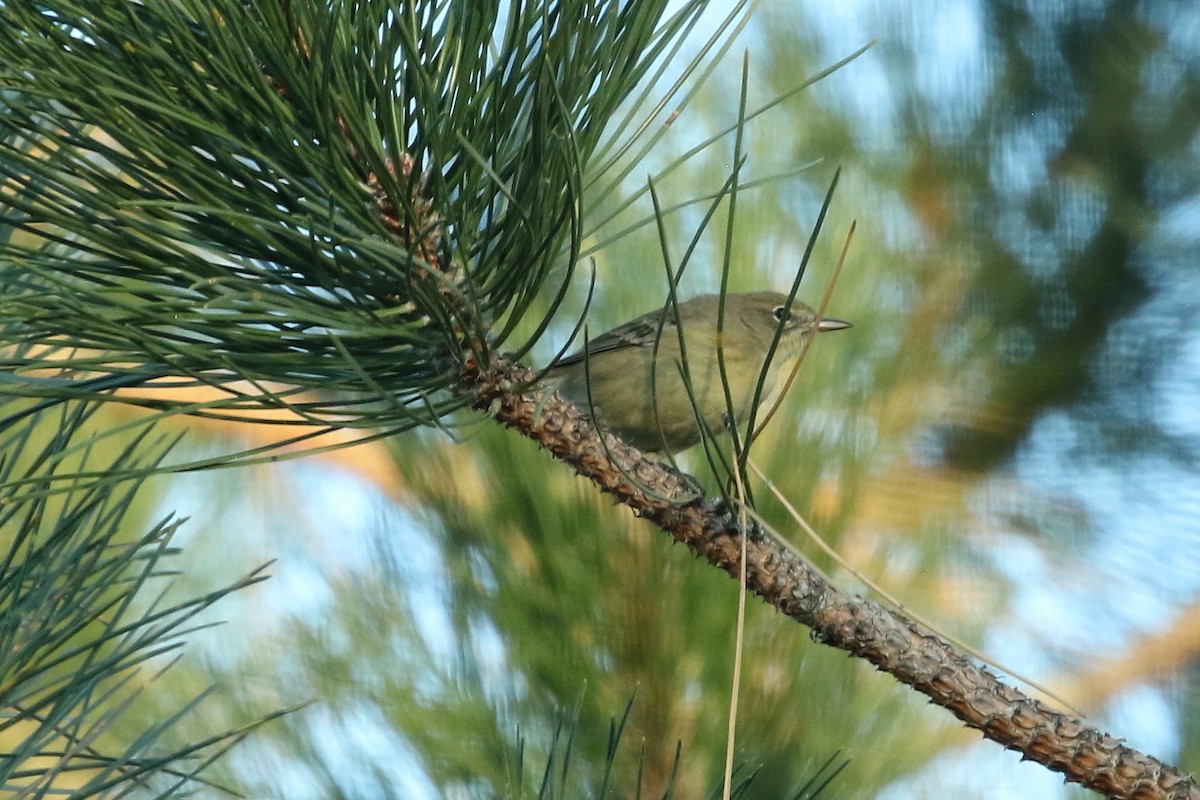 Pine Warbler - ML645208219
