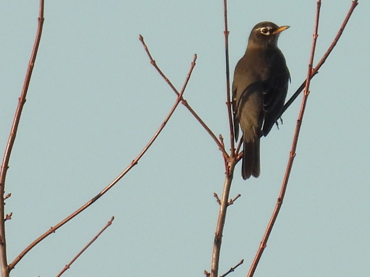 Странствующий дрозд - ML645208220