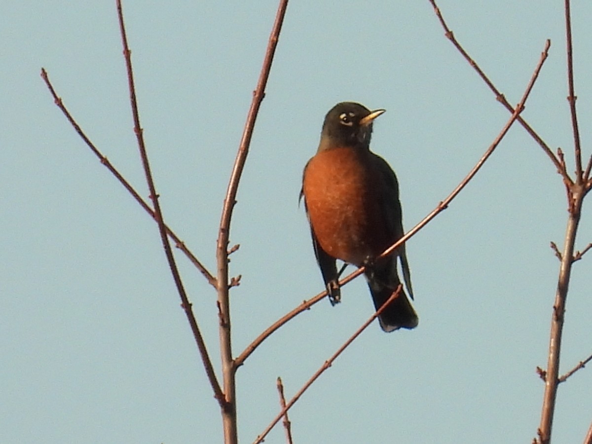 Странствующий дрозд - ML645208221