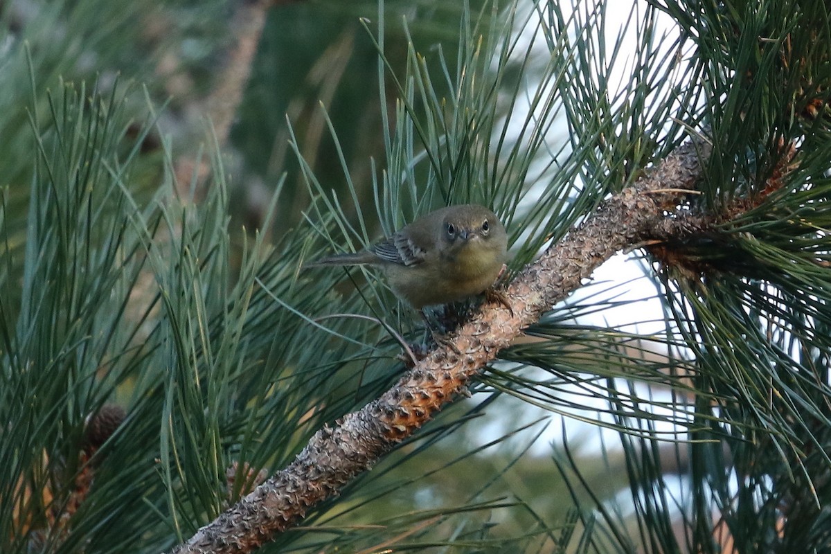 Pine Warbler - ML645208224