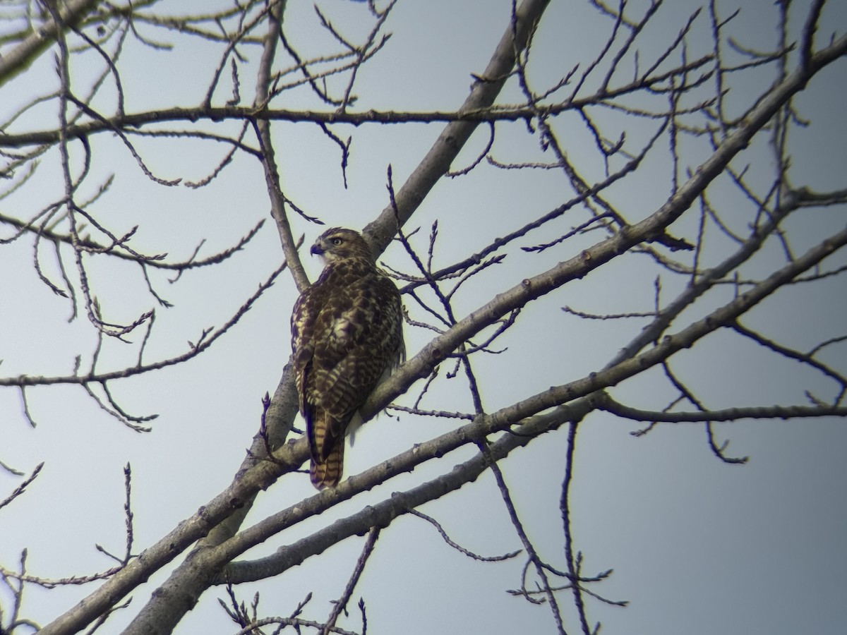 タカ科 - ML645208231