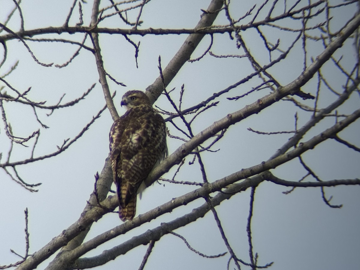 タカ科 - ML645208232