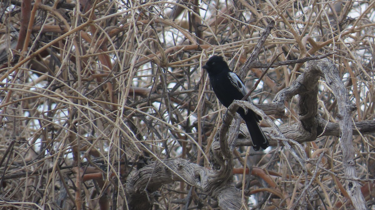 Carp's Tit - ML645208235