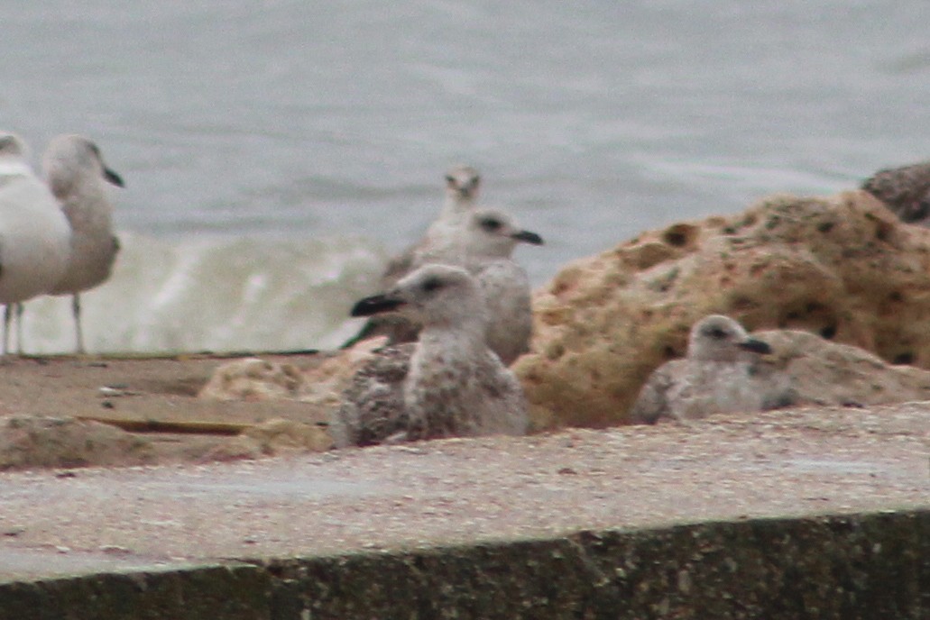 Great Black-backed Gull - ML645208239