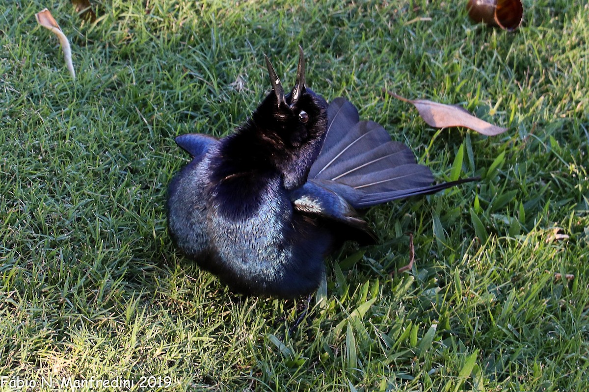 Bootschwanzgrackel - ML645208248