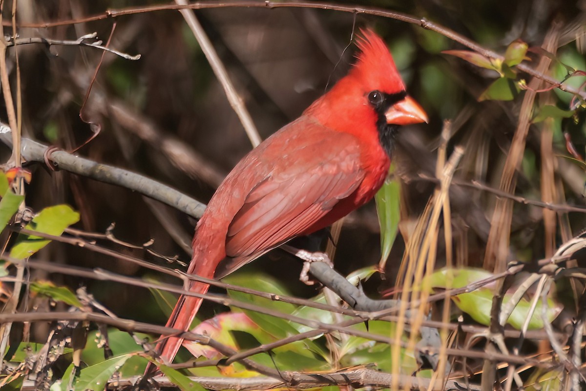 Rotkardinal - ML645208249