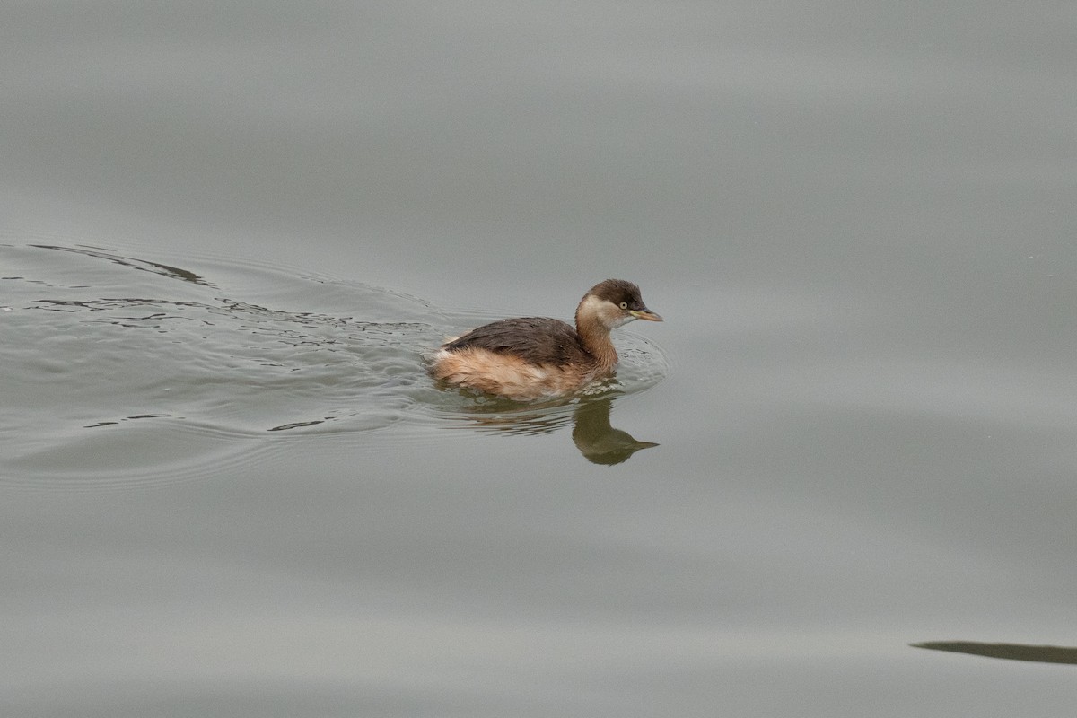 Zwergtaucher - ML645208250