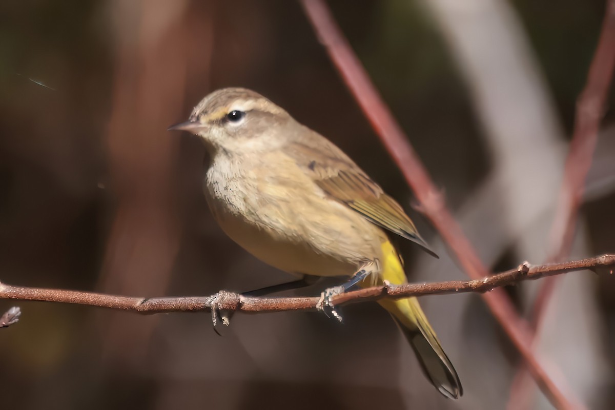 Palmenwaldsänger - ML645208252