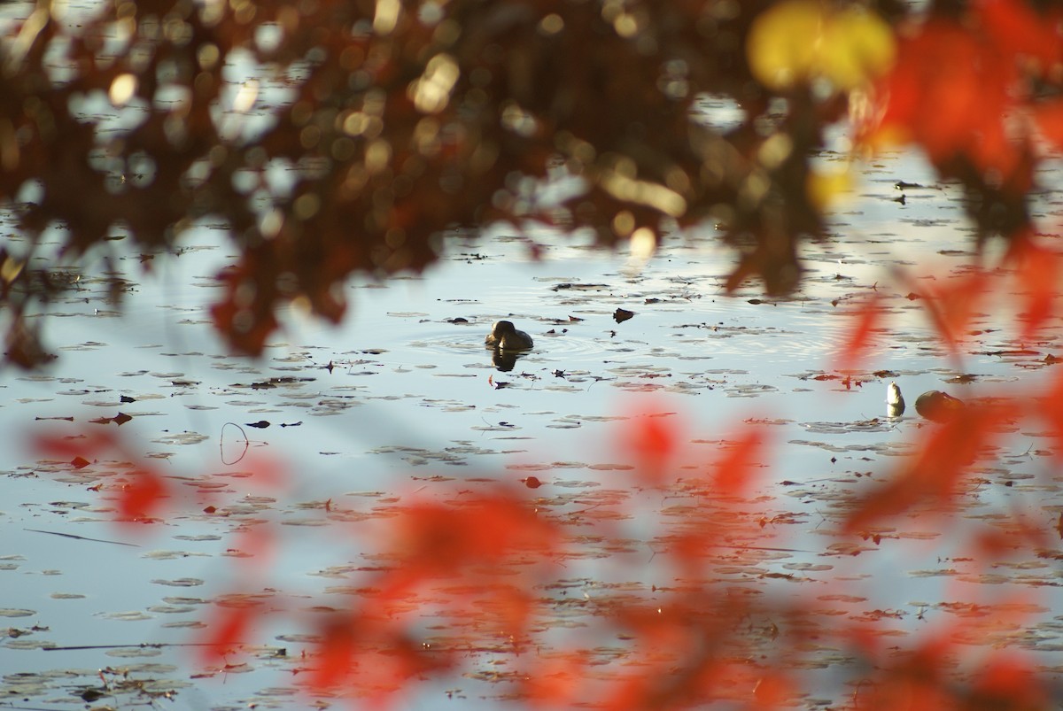 Bindentaucher - ML645208256