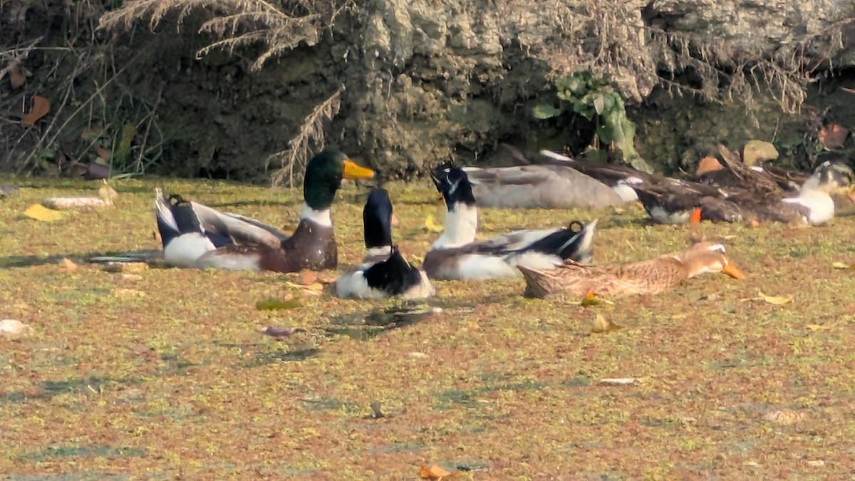 Stockente - ML645208257