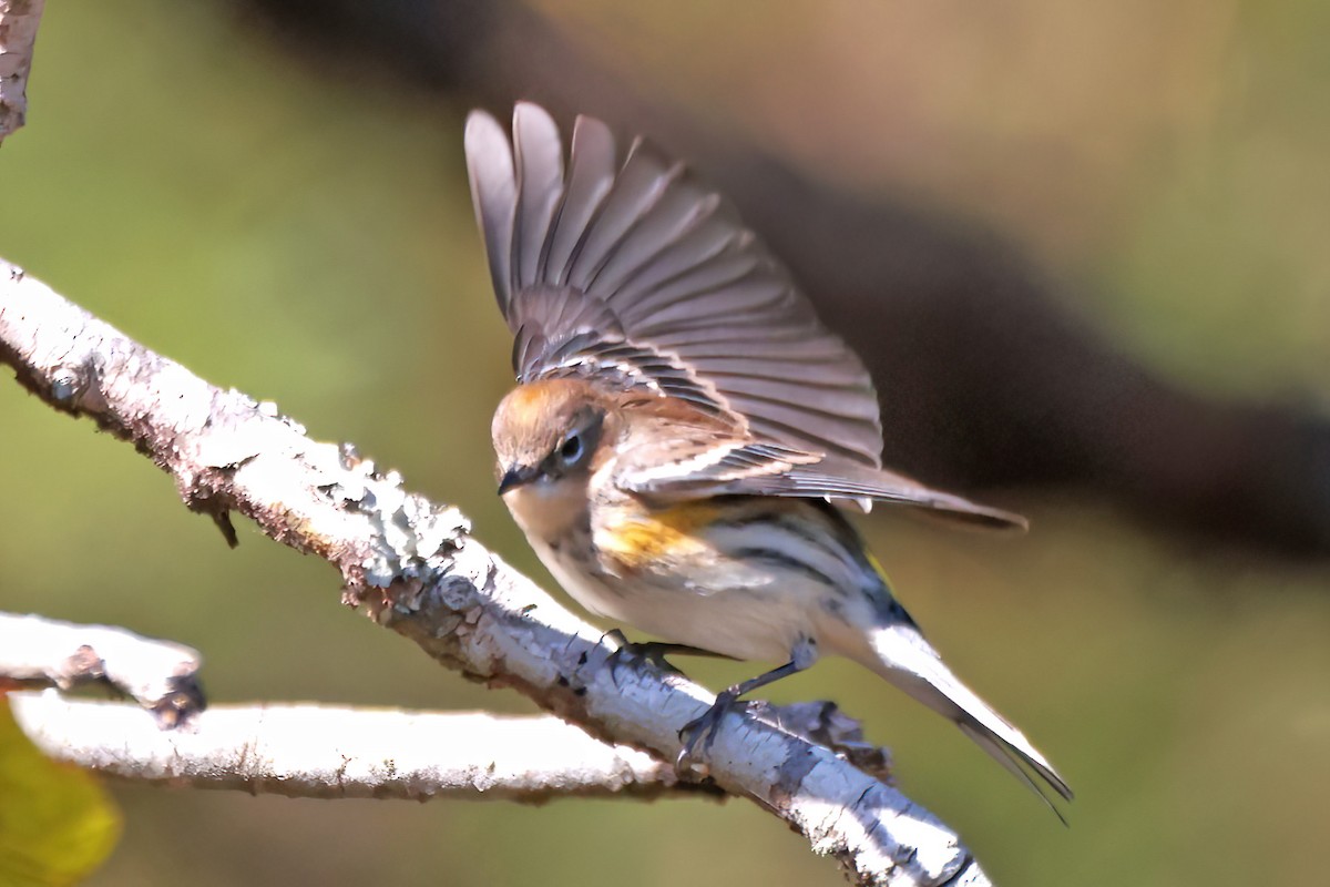 Kronenwaldsänger - ML645208258