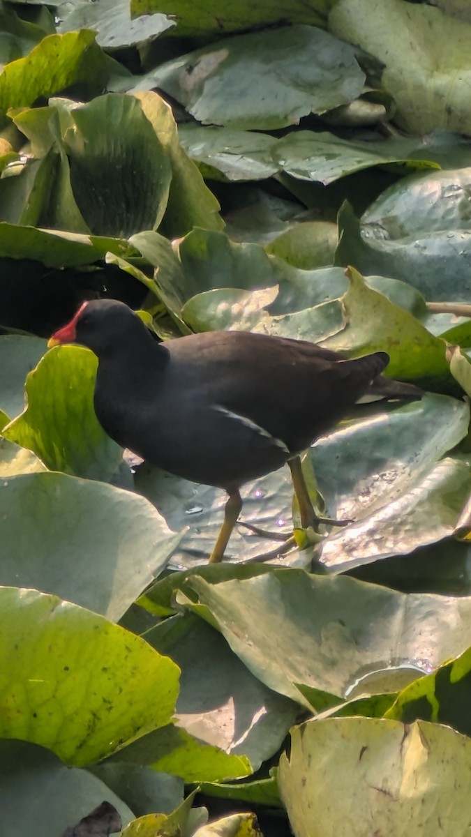 Teichhuhn - ML645208260