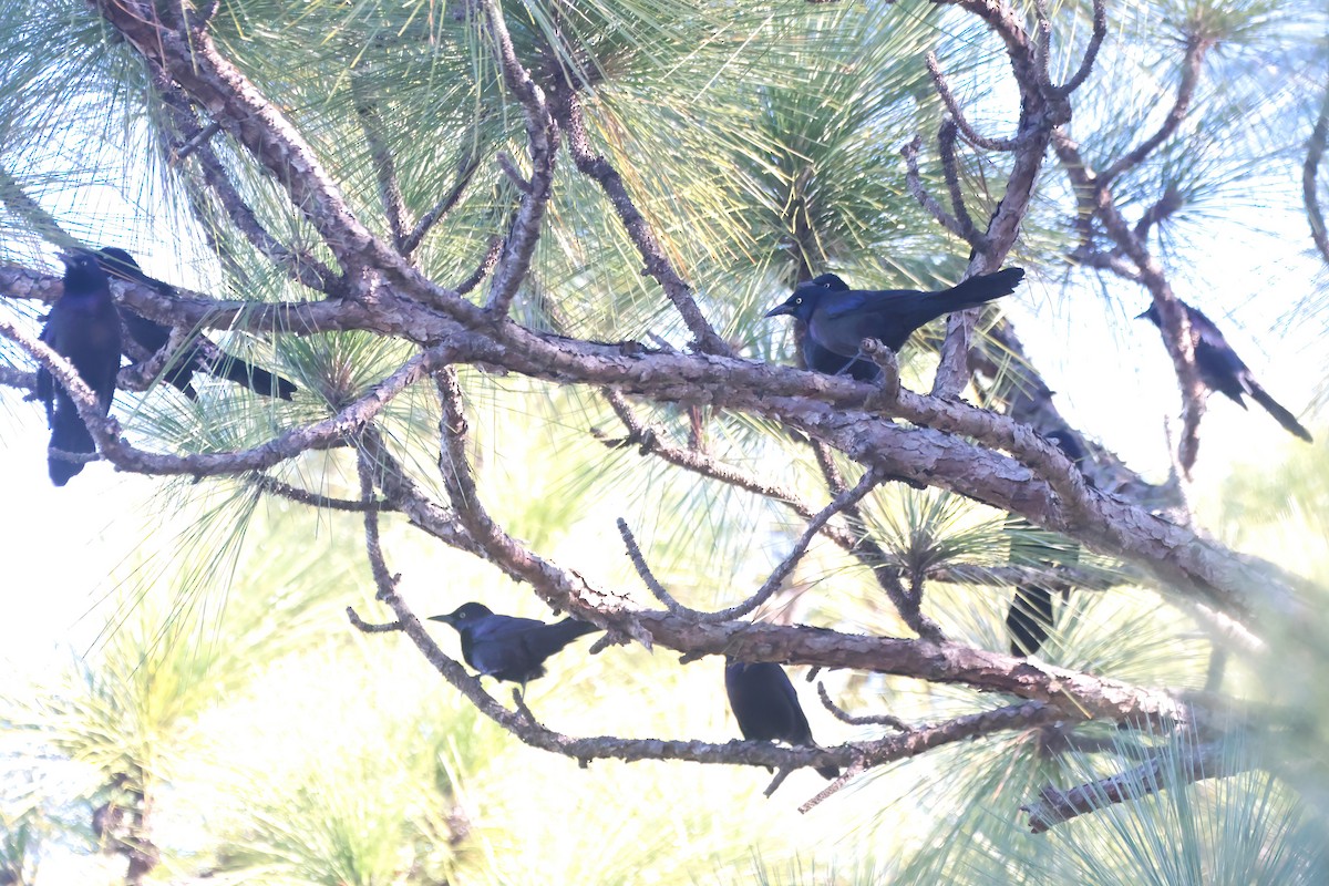 Purpurgrackel - ML645208261