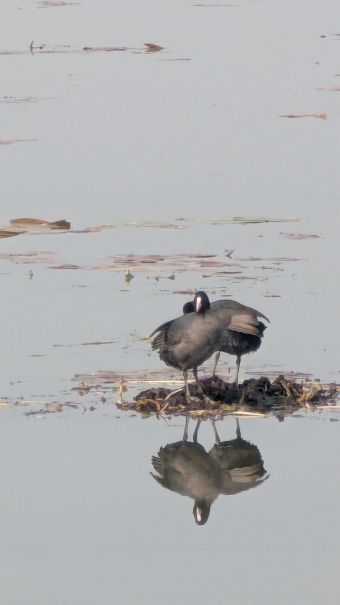 Blässhuhn - ML645208265