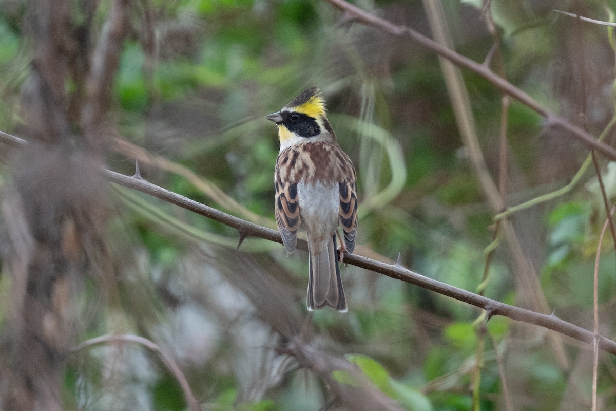 Gelbkehlammer - ML645208266