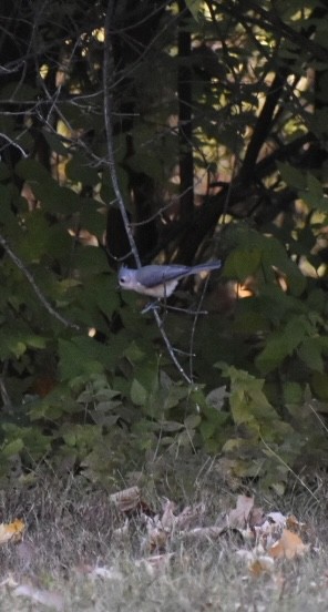 Grauhäubchenmeise - ML645208268