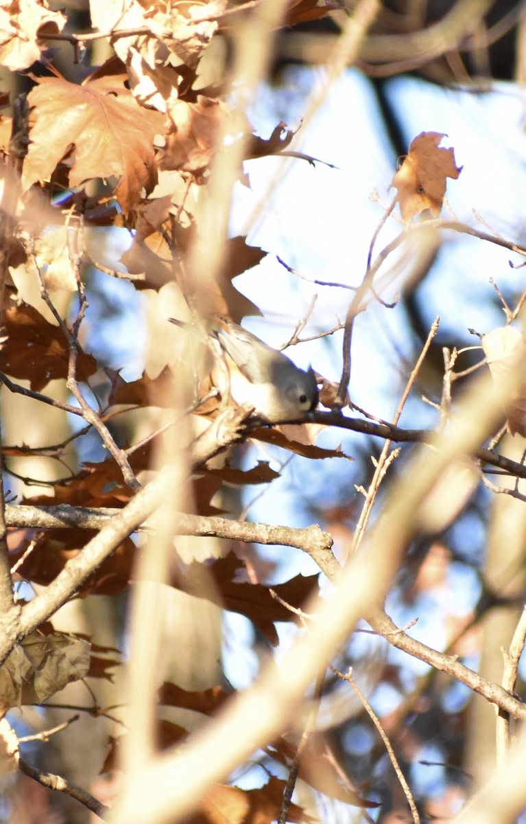 Grauhäubchenmeise - ML645208269