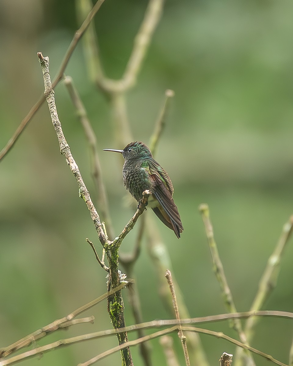 Violettkron-Brillantkolibri - ML645208270