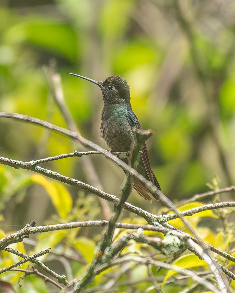 Violettkron-Brillantkolibri - ML645208271