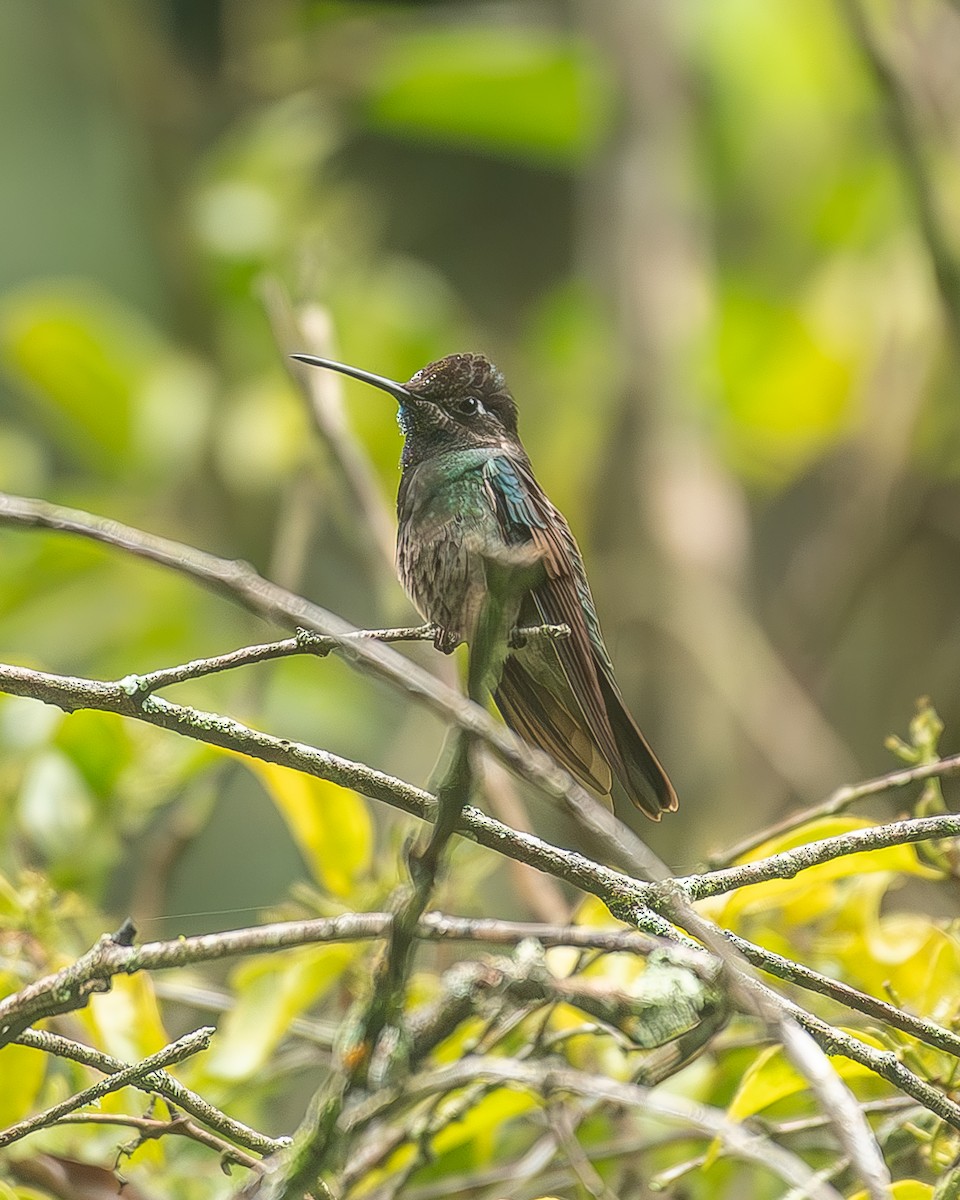 Violettkron-Brillantkolibri - ML645208272