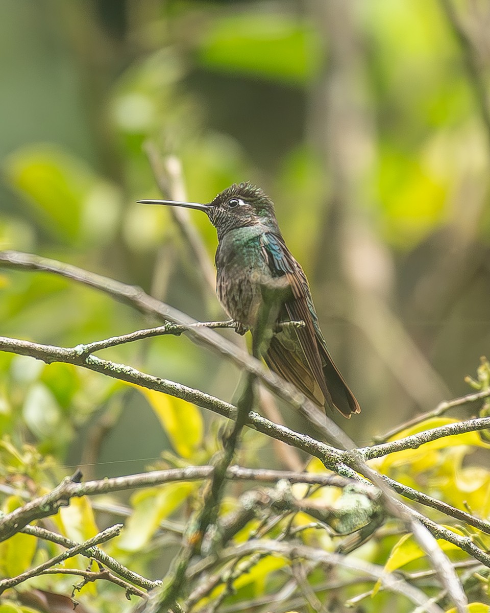 Violettkron-Brillantkolibri - ML645208273